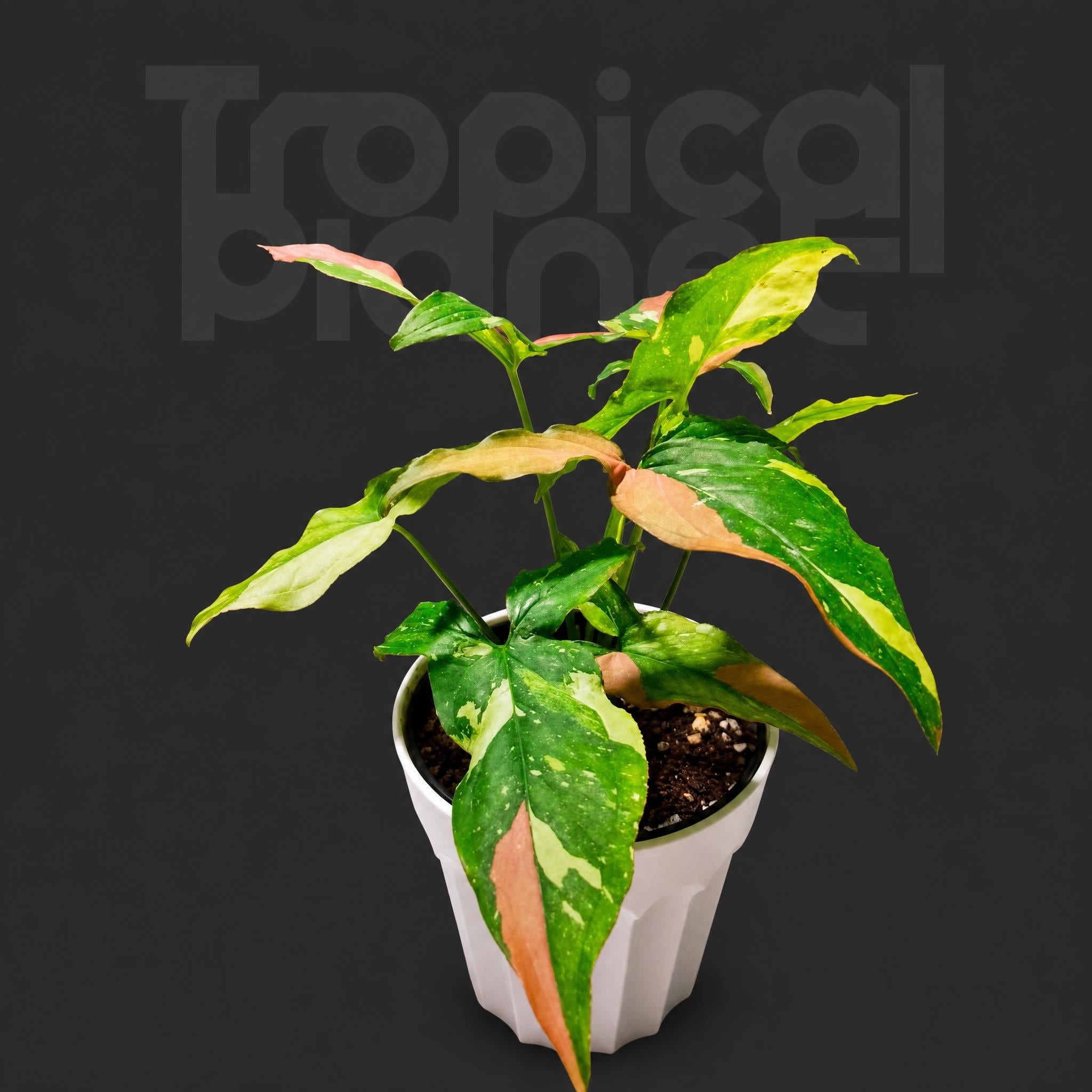 Syngonium Red Spot Tricolor