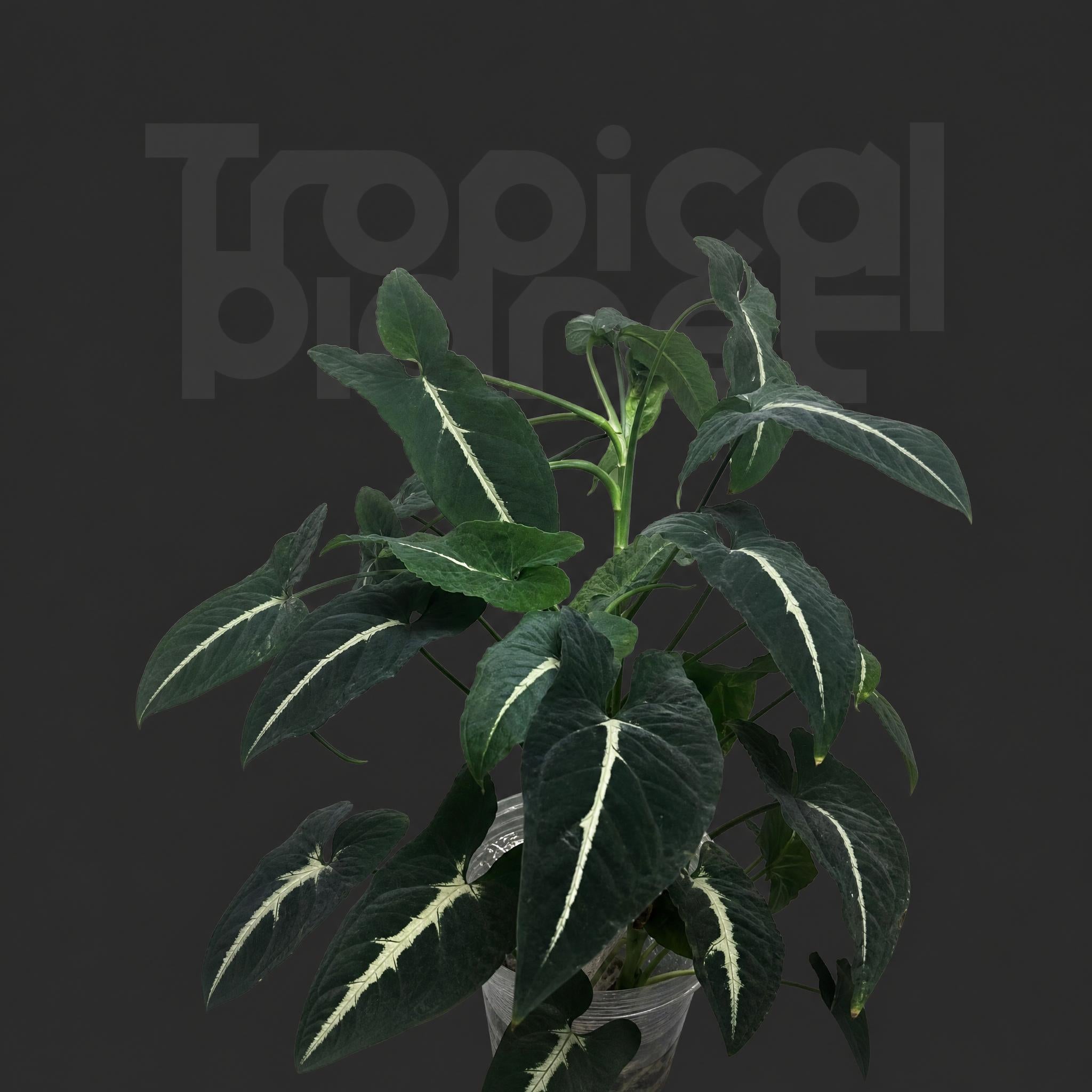 Syngonium Silver Goosefoot