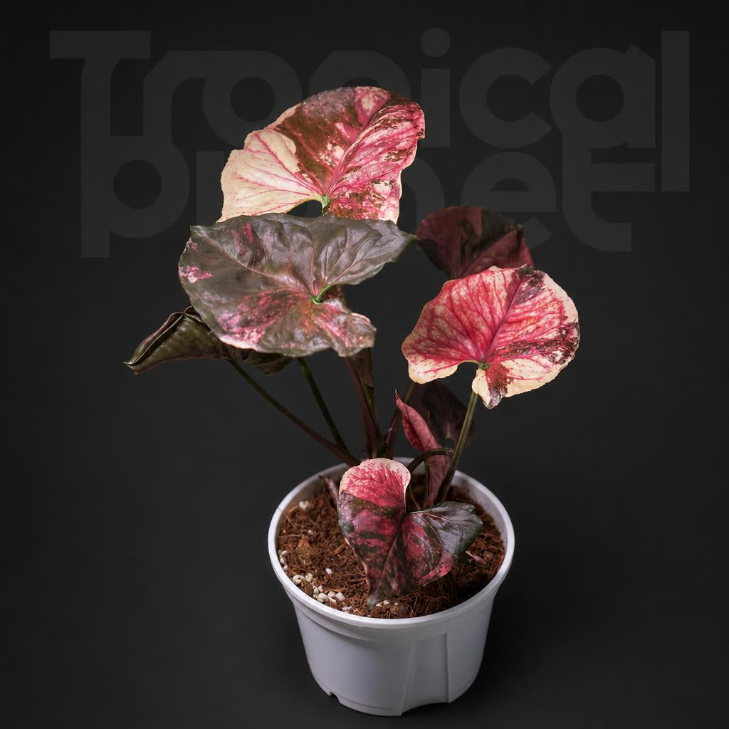 Syngonium podophyllum 'Strawberry Ice' / 'Christmas'