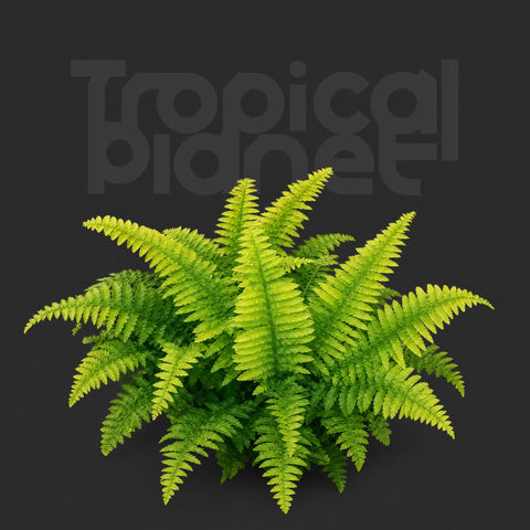 Tiger spot fern