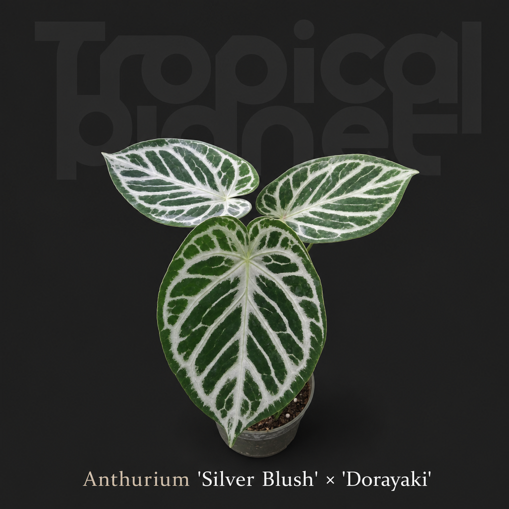 Anthurium 'Silver Blush' × 'Dorayaki'