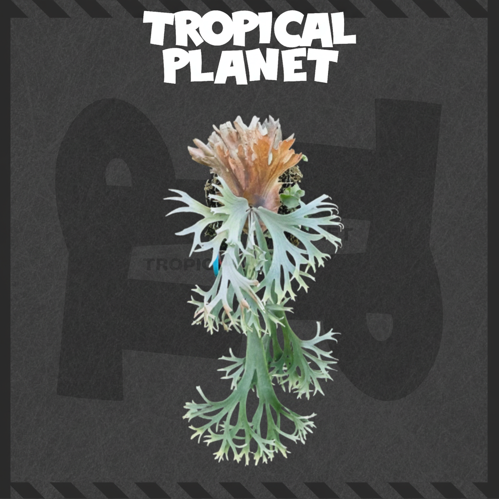 鹿角蕨 Tropical Planet背景