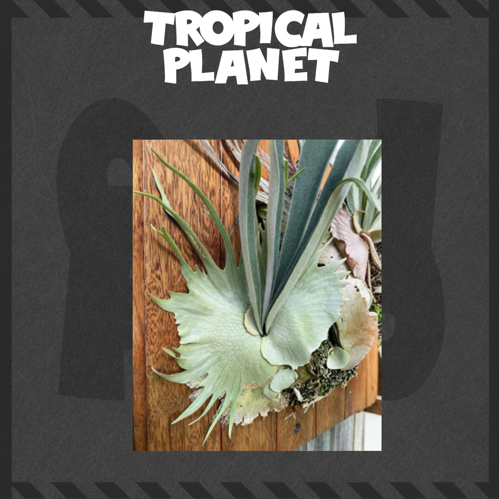 鹿角蕨木板 Tropical Planet背景