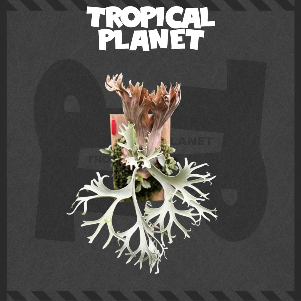 鹿角蕨 Tropical Planet背景