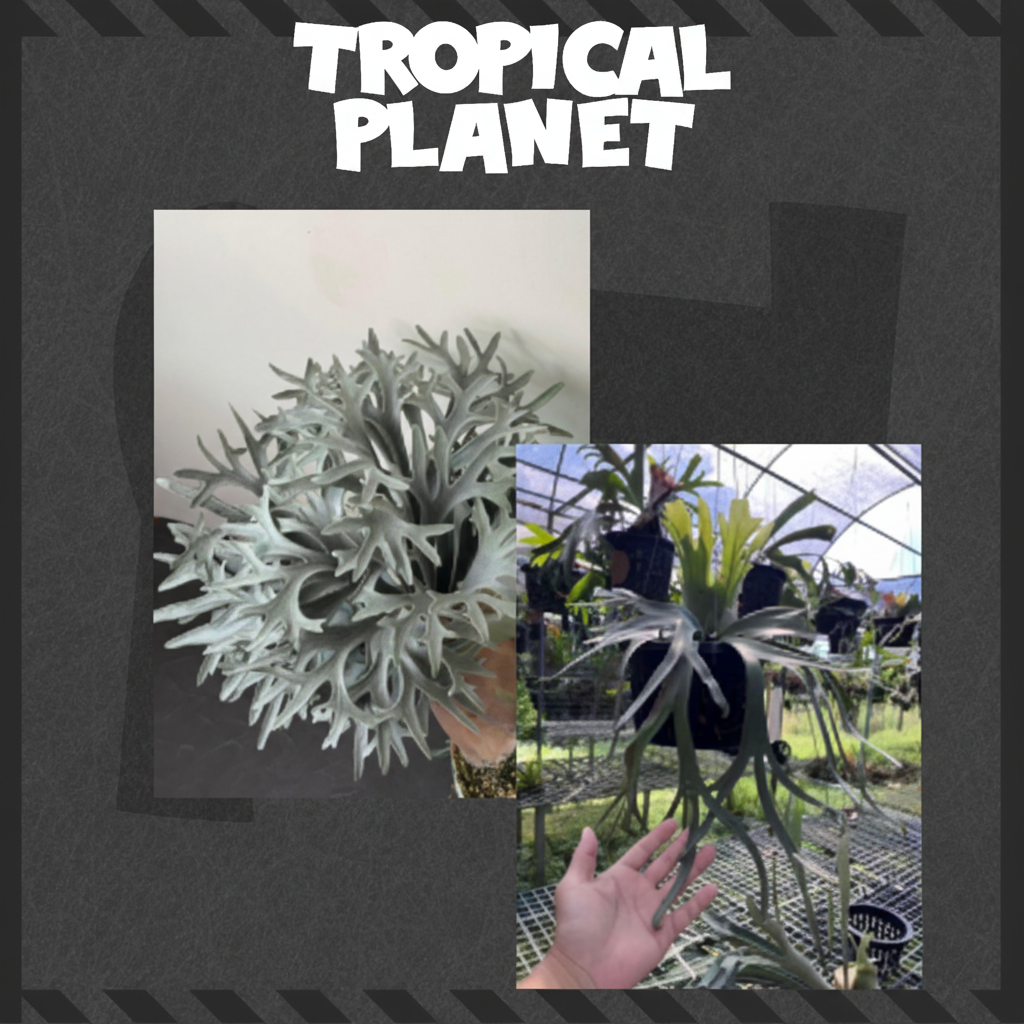 双图鹿角蕨 Tropical Planet背景