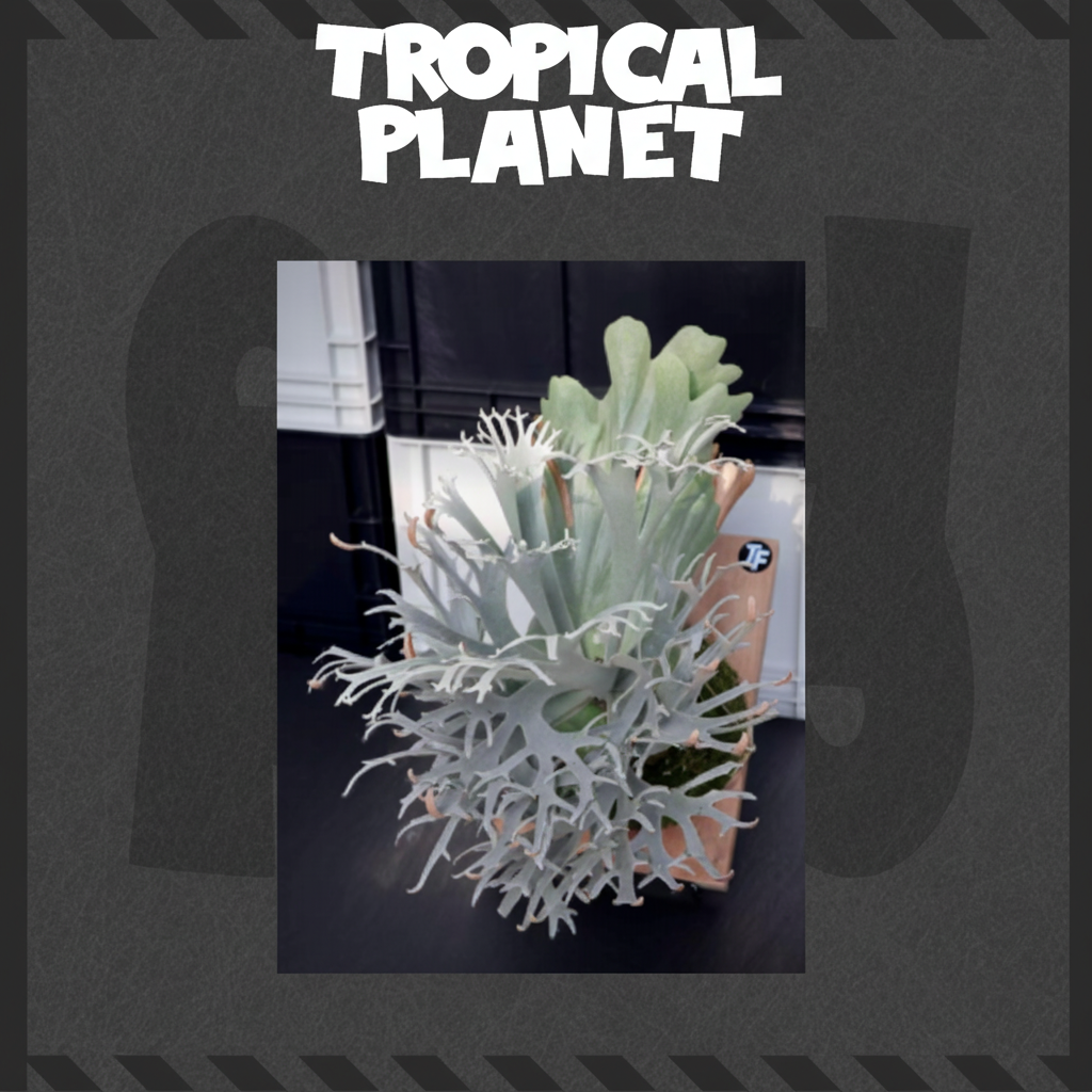 鹿角蕨 Tropical Planet背景