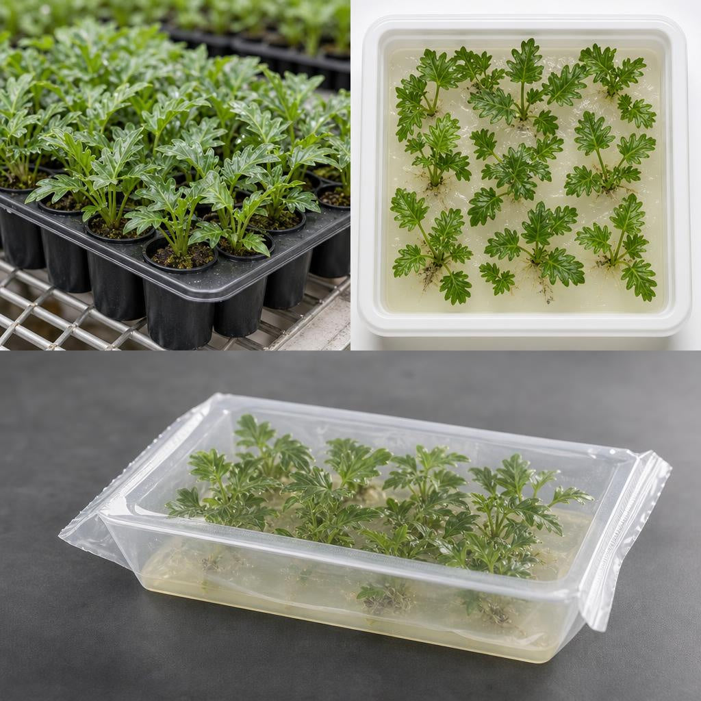Philodendron 'Xanadu' - tissue culture seedling scene 2