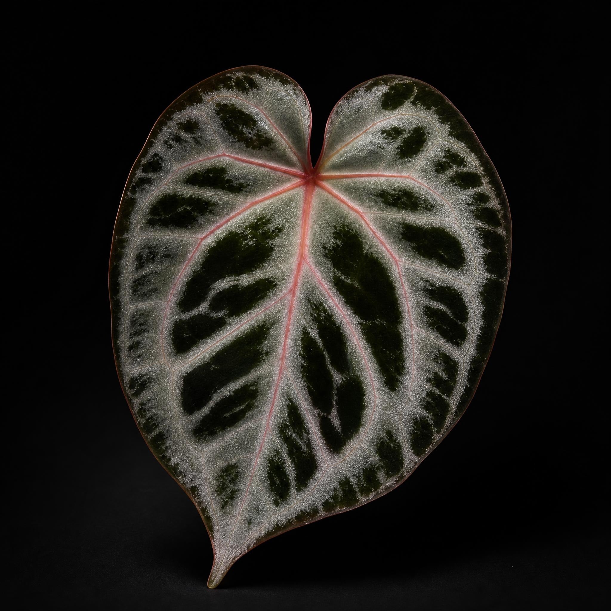 Anthurium