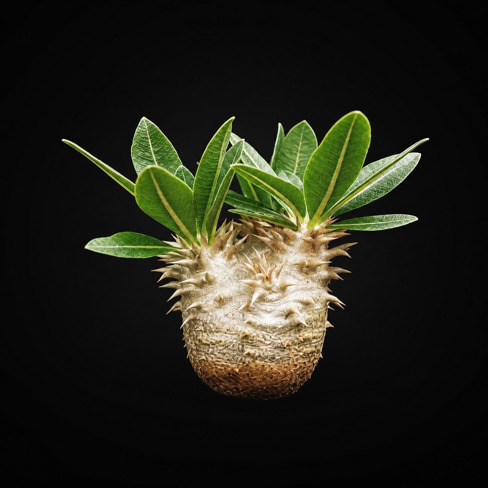 Pachypodium