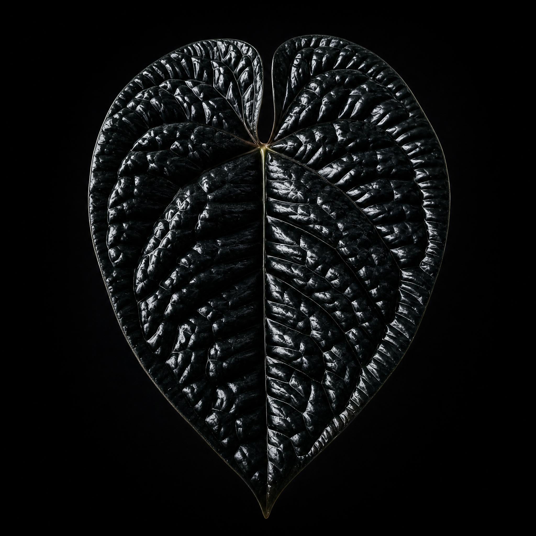 Seedling Anthurium