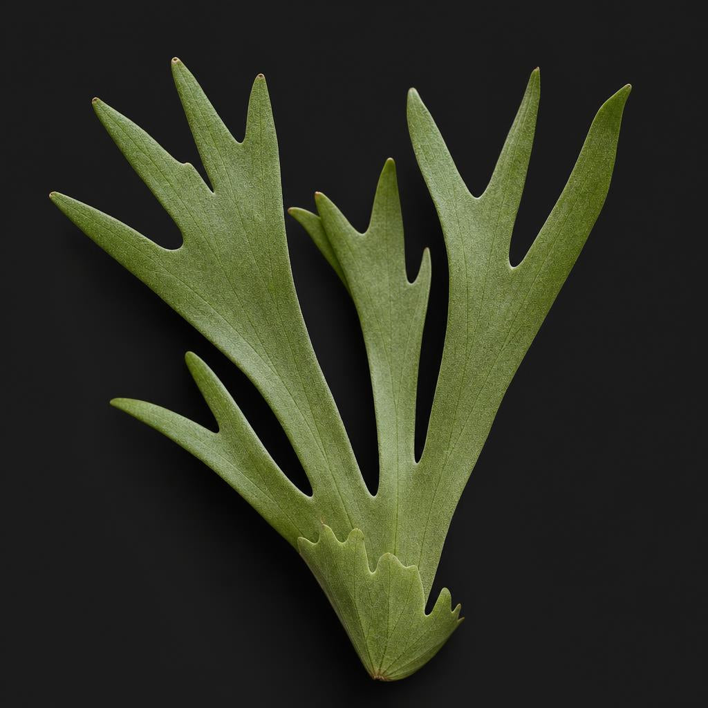Sporeling Platycerium